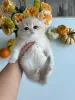 Фото №3. Чистокровный золотисто-кремовый британский короткошерстный котенок в. Чехия