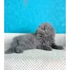 Фото №1. шотландская вислоухая (скоттиш фолд) - купить в Лидс за 32468₽. Объявление №174391