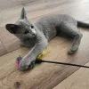 Фото №3. 100% потрясающие русские голубые котята. Исландия