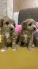 Дополнительные фото: Солозцы красивые щенки для продажи