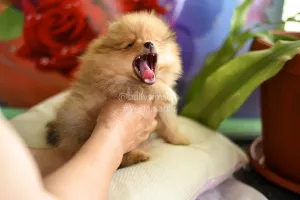 Дополнительные фото: Девочки померанского шпица Pomeranian puppies