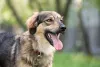 Дополнительные фото: Чудесная собака Мила ищет семью.