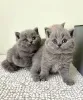 Фото №1. британская короткошёрстная - купить в Берлине за договорная. Объявление №139023