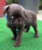 Дополнительные фото: Эксклюзивная Брюссель Гриффон