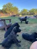 Дополнительные фото: Nuttede Cane Corso очень красив и безопасен для всех
