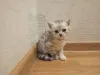 Фото №3. Котенок. Россия