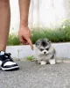 Фото №3. Teacup Shih Tzu Welpen Sind Verfügbar.  Германия