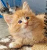 Фото №3. Chatons Forêt Norvégienne доступен на выходе.. Бельгия