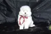 Фото №3. 5 -й чемпионский чемпион Cloodline Samoyed.  Пуэрто Рико