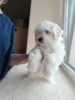 Дополнительные фото: Щенок мальтийской болонки, мальчик