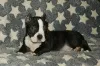 Дополнительные фото: Прекрасные Pocket American Bully Puppies.