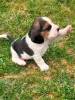 Дополнительные фото: Beagle Puppy