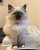 Фото №3. Pyhän birman pentuja myynnissä. Финляндия