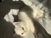 Дополнительные фото: Котята