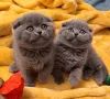 Фото №1. шотландская вислоухая (скоттиш фолд) - купить в Брюсселе за договорная. Объявление №144019