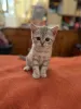 Фото №2 к объявлению №137363 о продаже британская короткошёрстная - купить в Франции частное объявление
