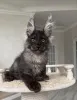 Дополнительные фото: Доступны здоровые котята мейн-кун, выращенные с заботой и любовью