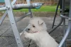 Фото №2 к объявлению №167524 о продаже вест-хайленд-уайт-терьера - купить в Дании частное объявление, заводчик