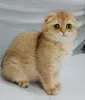 Фото №3. Scottish fold. Молдова