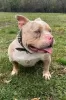 Дополнительные фото: Щенки American Bully Pocket Tricolor Merle