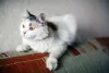 Фото №3. Кошка Маруся ищет дом одним животным.. Россия