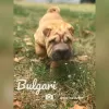 Фото №3. 3 szczenięta Shar Pei na sprzedaż.  Польша