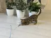 Дополнительные фото: Шикарный Бенгальский мальчик