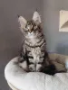 Фото №3. Gatitos azules en venta. Испания