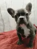 Фото №3. Французский бульдог девочка голубого окраса.  Беларусь