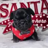 Фото №3. Franse bulldog-puppy's ter adoptie.  Германия