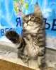Дополнительные фото: Продаются котята породы мейн-кун