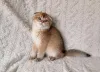 Фото №1. шотландская вислоухая (скоттиш фолд) - купить в Брюсселе за 46384₽. Объявление №166613