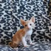 Фото №3. Cornish Rex Kitties для продажи бизнес WhatsApp 37256348129. Бельгия