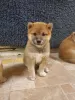 Фото №3. Prachtige Japanse Shiba Inu-щенок.  Нидерланды