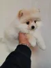 Фото №2 к объявлению №167387 о продаже померанского шпица - купить в Австралии 
