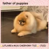 Дополнительные фото: Amazing pomeranian ! Fast delivery! guarantee small size.