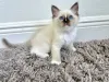 Фото №3. Chatons balinais à vendre. Франция