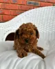 Дополнительные фото: Cavapoo-Welpen Zur Усыновление