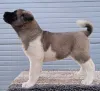Дополнительные фото: Американские щенки Staffordshire Terrier