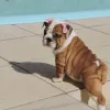 Фото №4. Продажа английского бульдога в Кини  - цена 92767₽