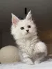 Дополнительные фото: Котенок мейнкун