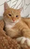 Фото №3. Котик-подросток Василий ищет дом. Россия
