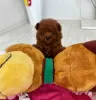 Дополнительные фото: Teacup poodle puppies for adoption