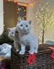 Фото №2 к объявлению №165778 о продаже британская короткошёрстная - купить в Финляндии частное объявление, из питомника, заводчик