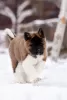 Фото №3. Puppy American Akita.  Беларусь