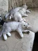 Дополнительные фото: Милый котёнок ищет добрый и заботливый дом! Наш малыш готов отправиться в новую