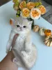Фото №1. британская короткошёрстная - купить в Андерлехт за договорная. Объявление №178096