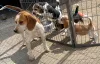 Дополнительные фото: Щенки бигля.