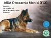 Фото №2 к объявлению №139096 о продаже немецкую овчарку - купить в Польше заводчик
