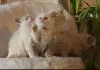 Дополнительные фото: Очаровательные котята ищут любящих хозяев